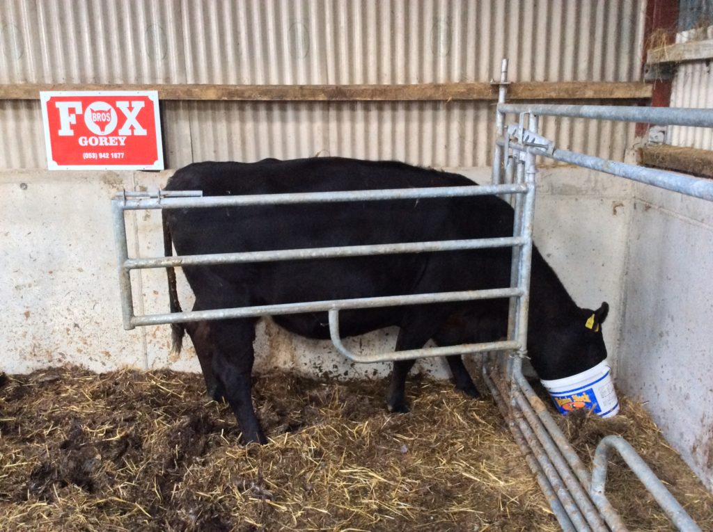 Calving Gate - Fox Bros Engineering Ltd